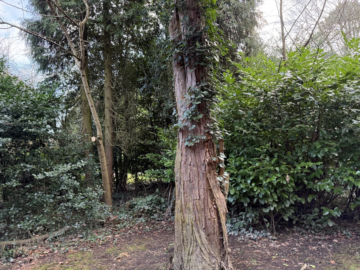tree.jpg
